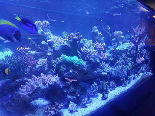 Tropical Fish Store «OceanLife Aquariums», reviews and photos, 5475 West Loop S, Houston, TX 77081, USA