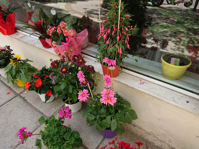 άνθη φυτά michel - Ανθοπωλείο