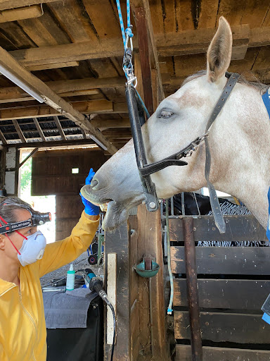 Pferdezahnarzt, Chiropraktik & Akupunktur für Pferde / Tierärztin Sina Dieterle unter Waiblingen, Baden Württemberg