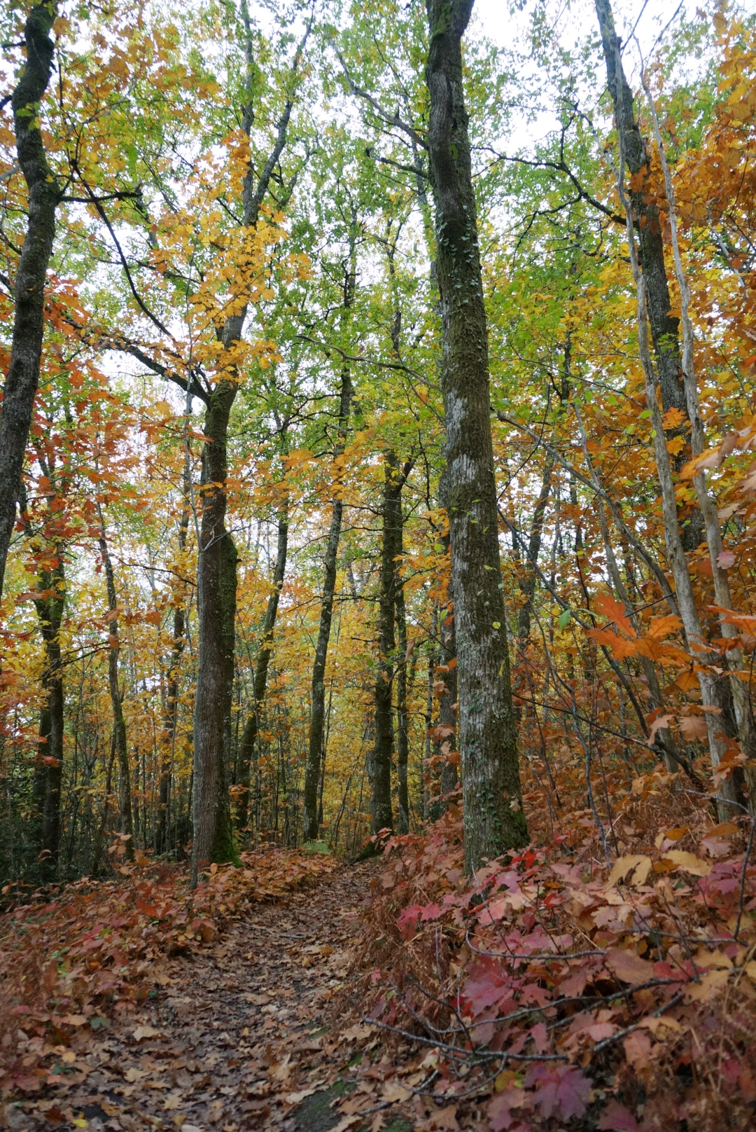 Photo n° 2 de l'avis de Laure.u fait le 15/11/2018 à 08:11