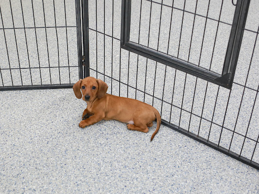 Pet Store «Animal Kingdom», reviews and photos, 5000 S Arizona Mills Cir, Tempe, AZ 85282, USA