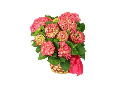 Florist «Suntree Florist & Gifts», reviews and photos, 6450 N Wickham Rd Suite 113, Melbourne, FL 32940, USA