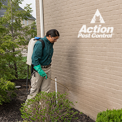 Pest Control Service «Action Pest Control», reviews and photos