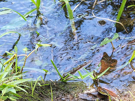 Nature Preserve «Crystal Springs Preserve», reviews and photos, 1609 Crystal Springs Rd, Crystal Springs, FL 33524, USA
