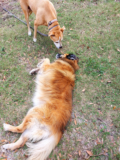 Dog Park «Arbor Dog Park», reviews and photos, 1405 N Grant St, Longwood, FL 32750, USA