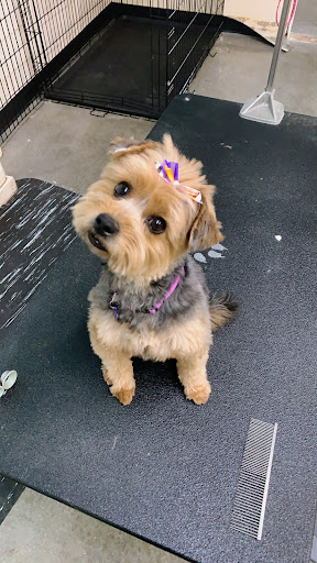 Sudzy Puppy Pet Grooming