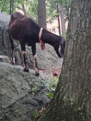 Park «Dorchester Park», reviews and photos, 2180 Dorchester Ave, Dorchester, MA 02124, USA