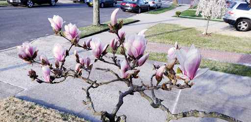 Park «Bowne Park», reviews and photos, 156-17 29th Ave, Flushing, NY 11354, USA