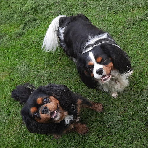 Karen Pet Buddies Ltd - Dog Walking and Pet Sitters - Edinburgh