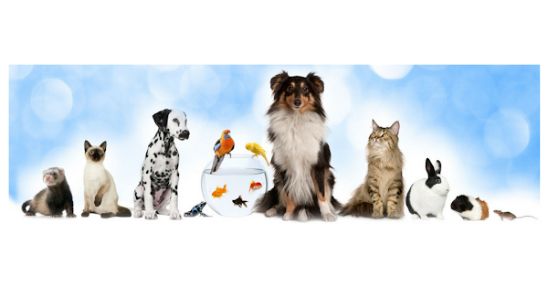 Anipals Veterinria
