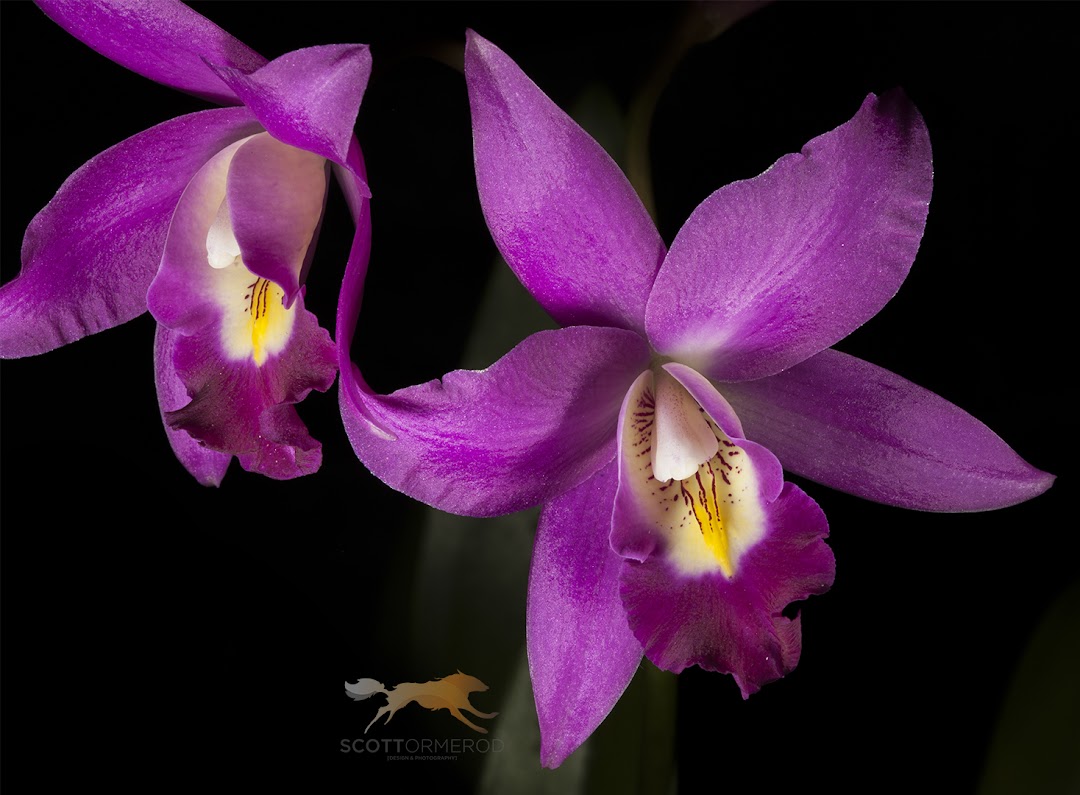 Outeniqua Orchids