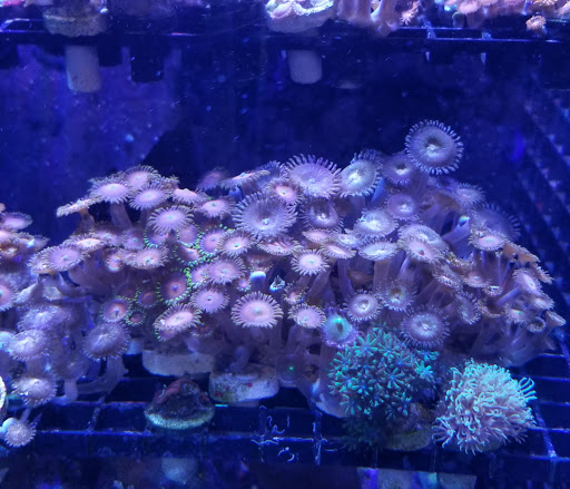 Tropical Fish Store «Wet Pets», reviews and photos, 520 Hartford Turnpike # X, Vernon, CT 06066, USA