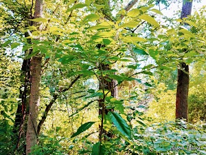 Kinnikinnick Fen - photo 47