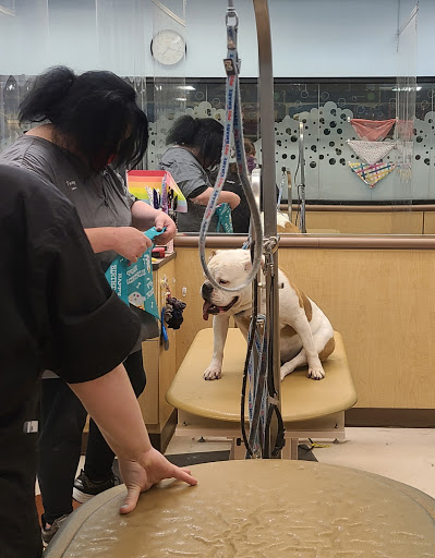 Pet Supply Store «PetSmart», reviews and photos, 3335 Cobb Pkwy NW #400, Acworth, GA 30101, USA