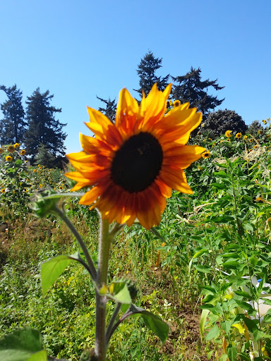 Community Center «Luepke Senior Center and Marshall Center», reviews and photos, 1009 E McLoughlin Blvd, Vancouver, WA 98663, USA