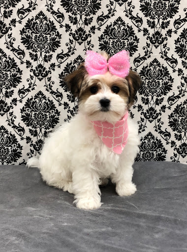 Pet Store «Happiness Is Pets Vi», reviews and photos, 616 E Roosevelt Rd, Lombard, IL 60148, USA