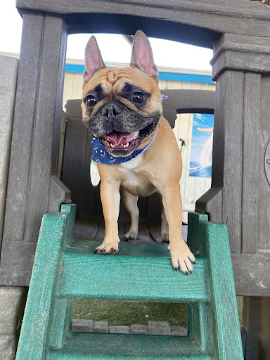 St. Marks Dog Resort image