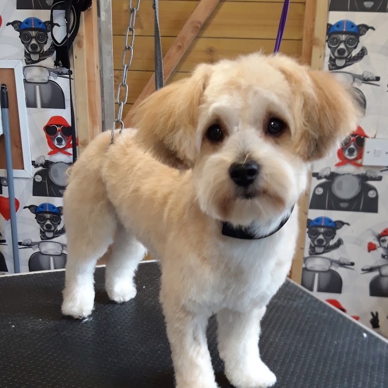 Hounds of Love Dog Grooming Salon