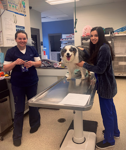 Locust Trace Veterinary Clinic Lexington KY image