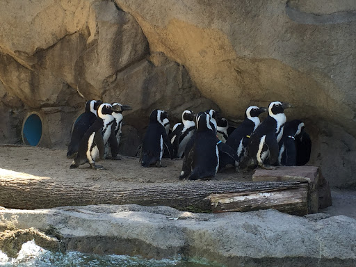 Zoo «Seneca Park Zoo», reviews and photos, 2222 St. Paul Street, Rochester, NY 14621, USA