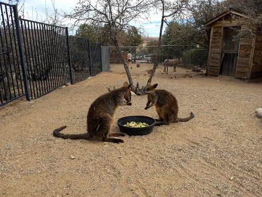 Zoo «Heritage Park Zoological Sanctuary», reviews and photos, 1403 Heritage Park Rd, Prescott, AZ 86301, USA