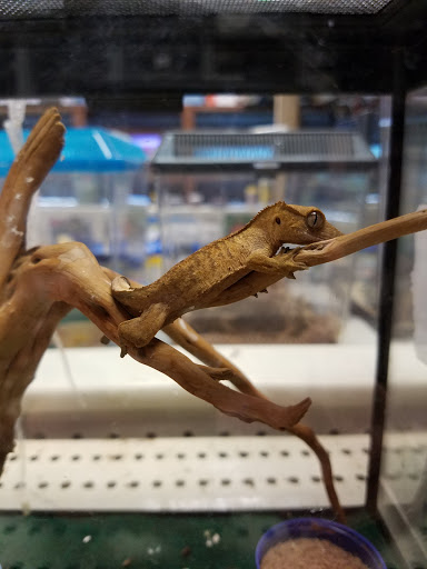 Pet Supply Store «Pet World», reviews and photos, 6527 Centralia Rd, Chesterfield, VA 23832, USA