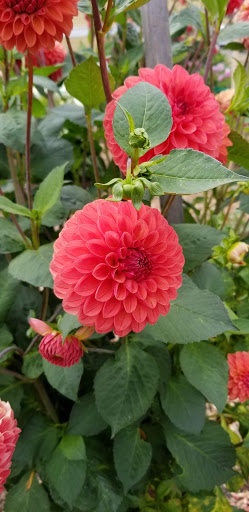 Canoe & Kayak Store «Olympic Outdoor Center», reviews and photos, 32379 N Rainier Ave, Port Gamble, WA 98364, USA