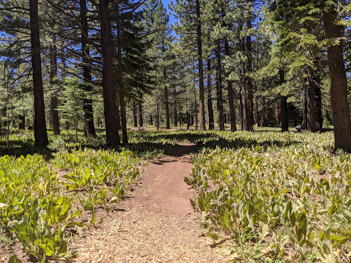 Golf Course «Tahoe Donner Golf Course», reviews and photos, 12850 Northwoods Blvd, Truckee, CA 96161, USA