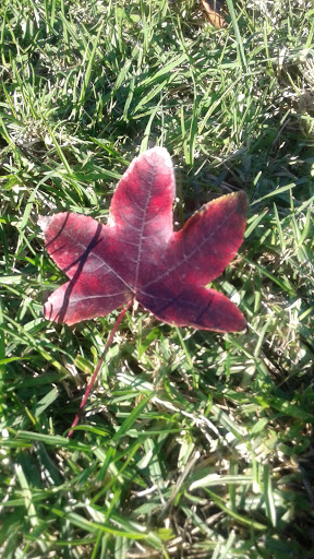 Park «Mike Ward Community Park Woodbridge», reviews and photos, 20 Lake Rd, Irvine, CA 92604, USA