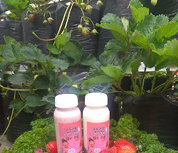 Be Strawberry Tourism photo