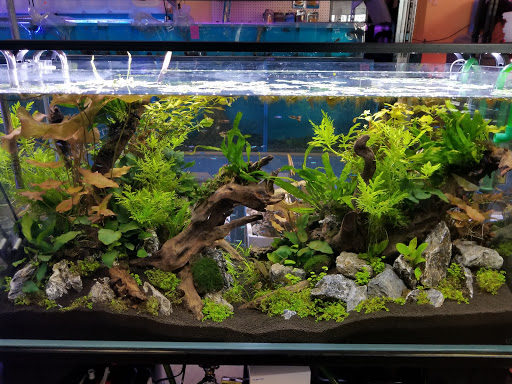 Aquarium Shop «Total Fish & Pets», reviews and photos, 137 Valley Blvd, Alhambra, CA 91801, USA