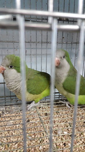 Pet Store «Animal Pet Shop Corporation», reviews and photos, 10843 SW 40th St, Miami, FL 33165, USA