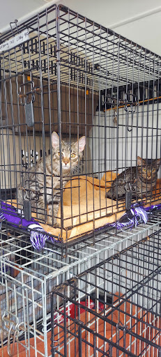 Animal Protection Organization «Charleston Animal Society», reviews and photos