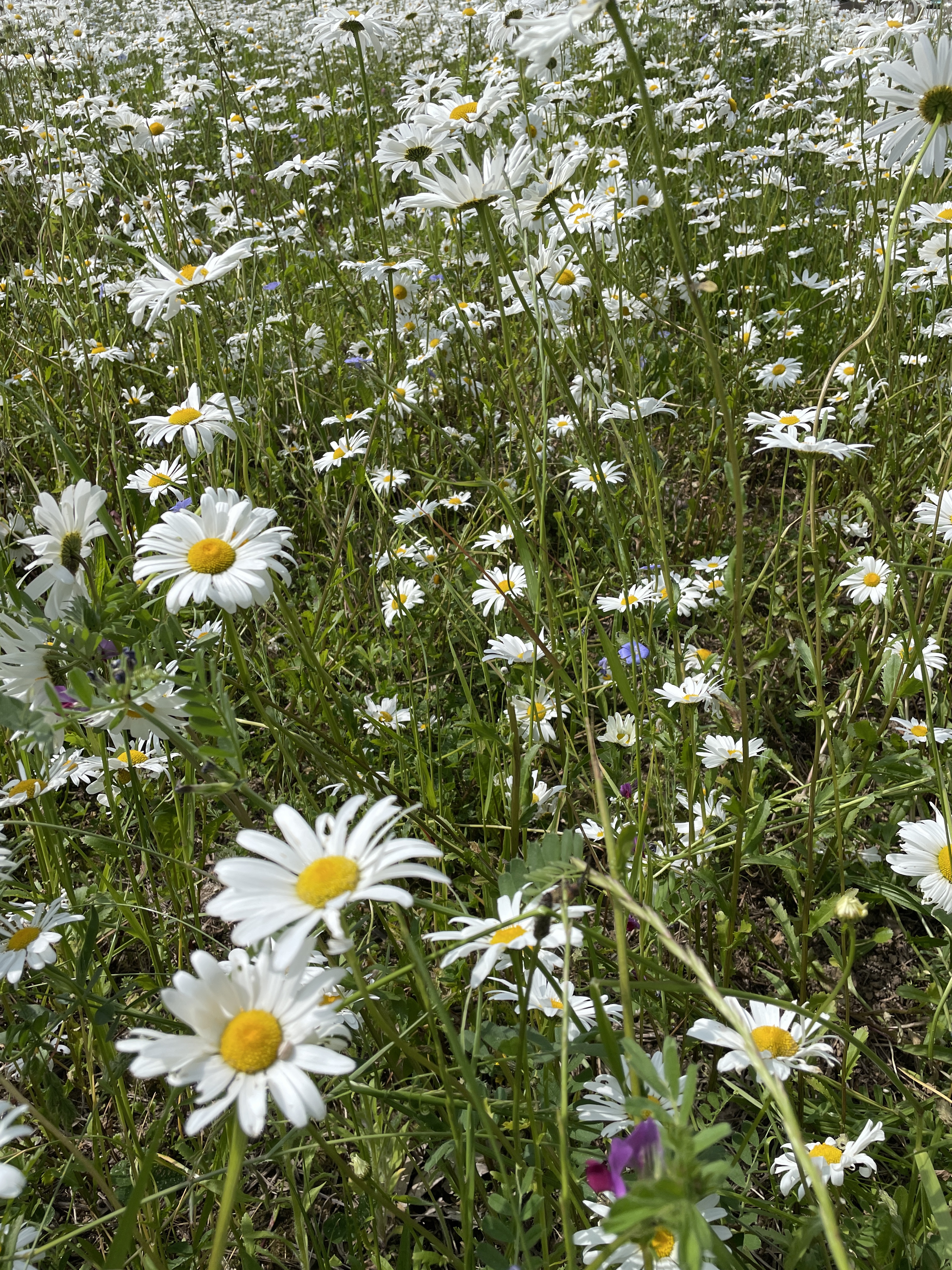 Photo n° 1 de l'avis de Juliette.h fait le 30/05/2023 à 03:35