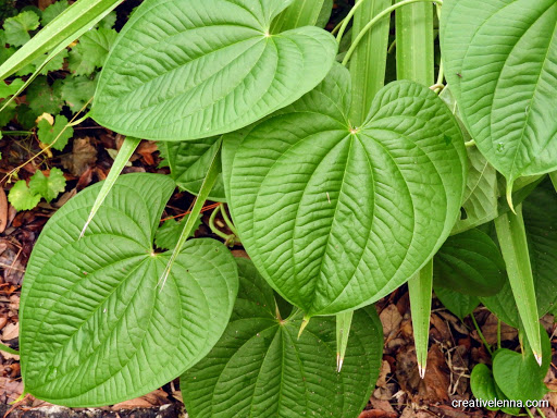 Park «Conservatory Park», reviews and photos, 8027 Conservatory Dr, Sarasota, FL 34243, USA