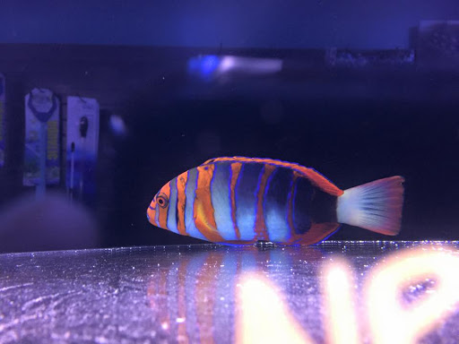 Tropical Fish Store «Reef Oasis», reviews and photos, 7669 Mentor Ave, Mentor, OH 44060, USA