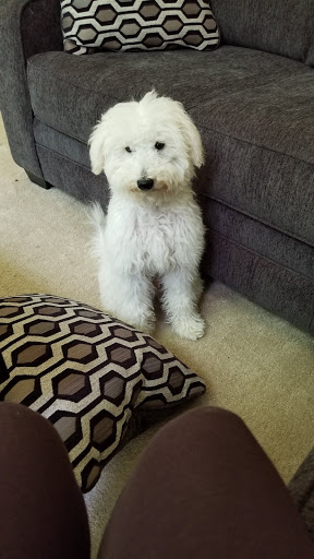 Pet Store «AA Ridgewood Kennels II, LLC», reviews and photos, 11 E Tolna Rd, Shrewsbury, PA 17361, USA