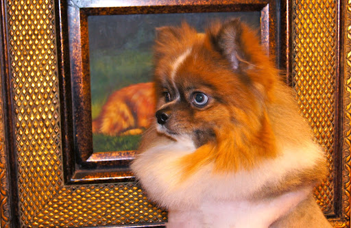 Pet Boarding Service «About Pets Center», reviews and photos, 1604 Conehurst Blvd, Salem, VA 24153, USA