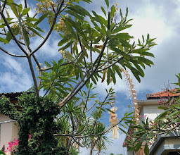TJANA HOMESTAY photo