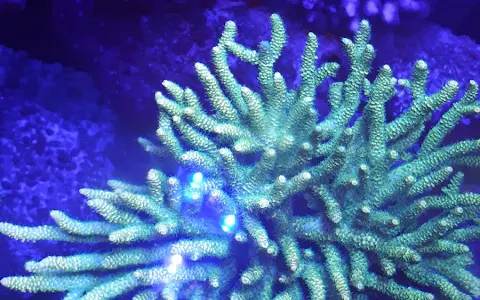 Reef Life image