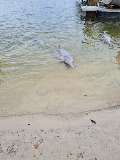 Dolphin Feeding Tin Can Bay