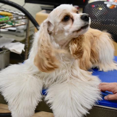 Sarasota Grooming Company