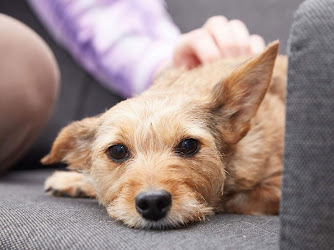 Brook House Veterinary Centre - Shirley