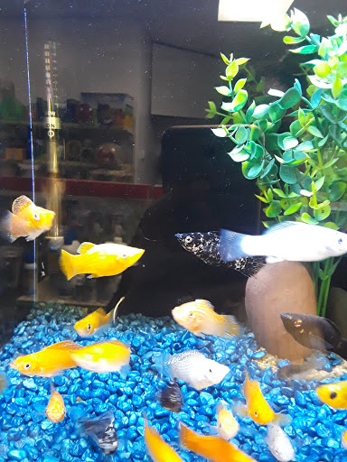 Pet Store «Animal Lovers Pet Shop», reviews and photos, 24028 Vista Montana, Torrance, CA 90505, USA