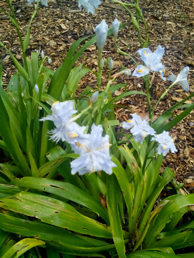 Park «Holladay Park», reviews and photos, NE Holladay St & NE 11th Ave, Portland, OR 97232, USA