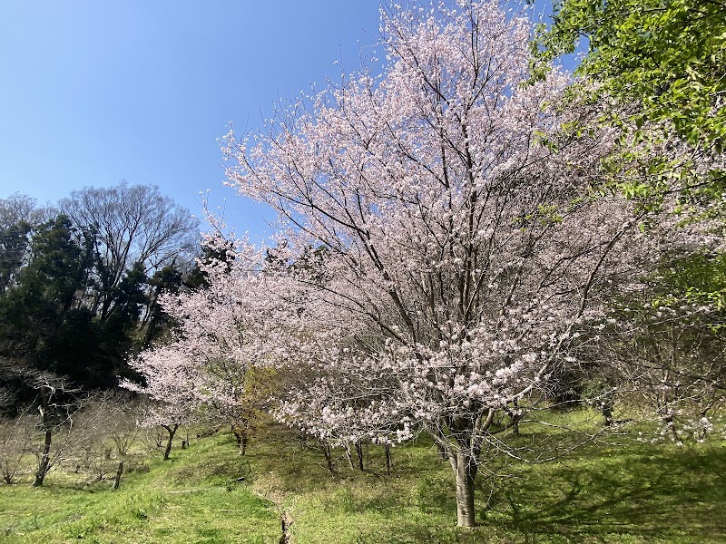 大井町の河津桜