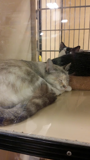 Pet Supply Store «PetSmart», reviews and photos, 3780 Riverchase Village #300, Hoover, AL 35244, USA