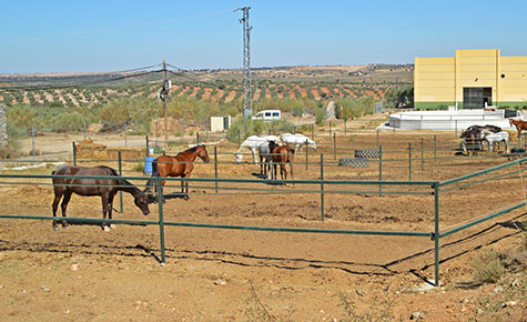 Hípica Toledo a Caballo en Guadamur, Toledo