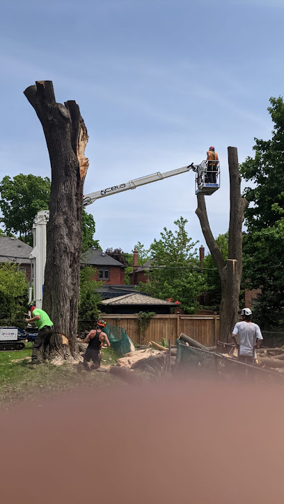 Toronto Tree Removal - Arborist Toronto