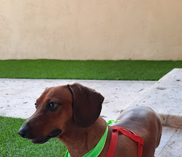 FIGVET VETERINARIA photo